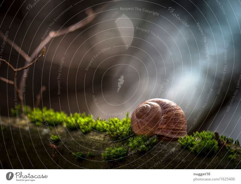 in the morning light Nature Moss Forest Animal Wild animal Snail 1 Beautiful Blue Brown Green Contentment Spring fever Calm Idyll Colour photo Exterior shot