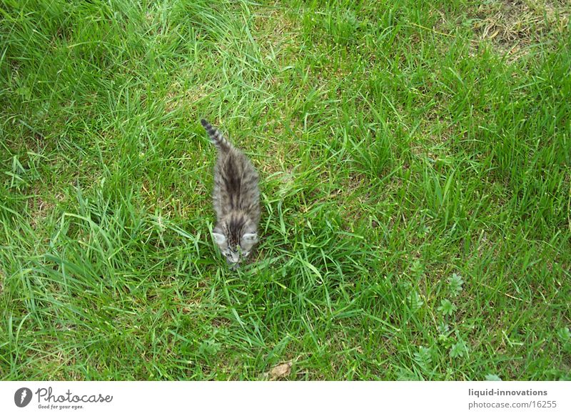 tiger Meadow Cat Theft Bird's-eye view Transport