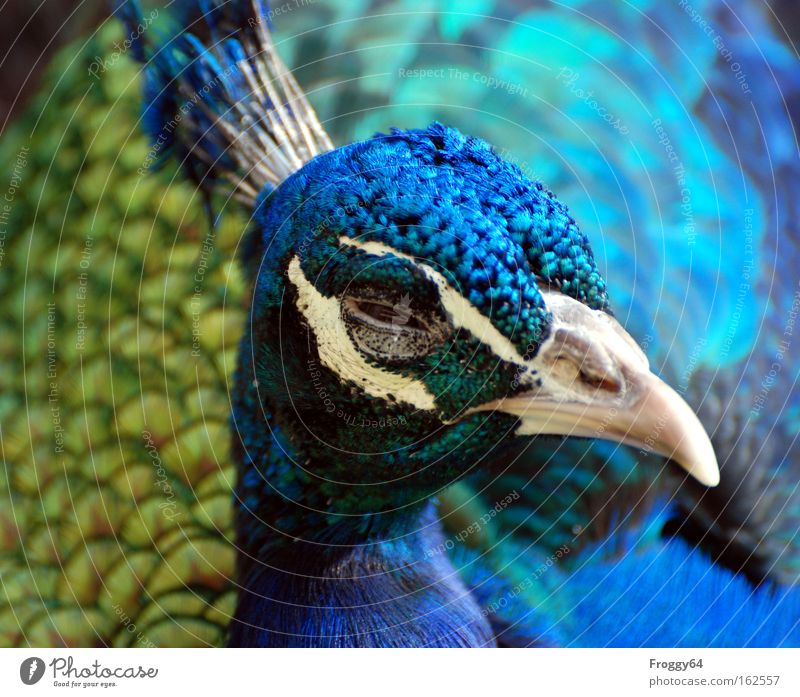 Easter chicks Bird Peacock Blue Feather Wing Neck Head Delicate Soft Beak Eyes India