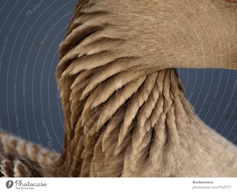 Dry throat Goose Animal Neck Feather Detail Beautiful Bird Screensaver Background picture Park Gray lag goose Structures and shapes Macro (Extreme close-up)