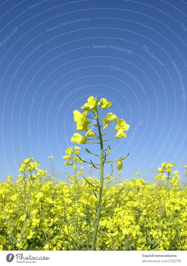 Rapeseed field in May III Clouds Yellow Horizon Spring Oilseed rape flower Blossom Rap. field of rape Sky