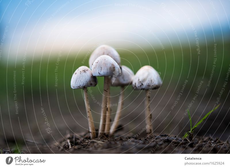 Mushroom group in the evening light Environment Nature Earth Air Cloudless sky Autumn Beautiful weather Meadow Field Forest Illuminate To dry up Growth Esthetic