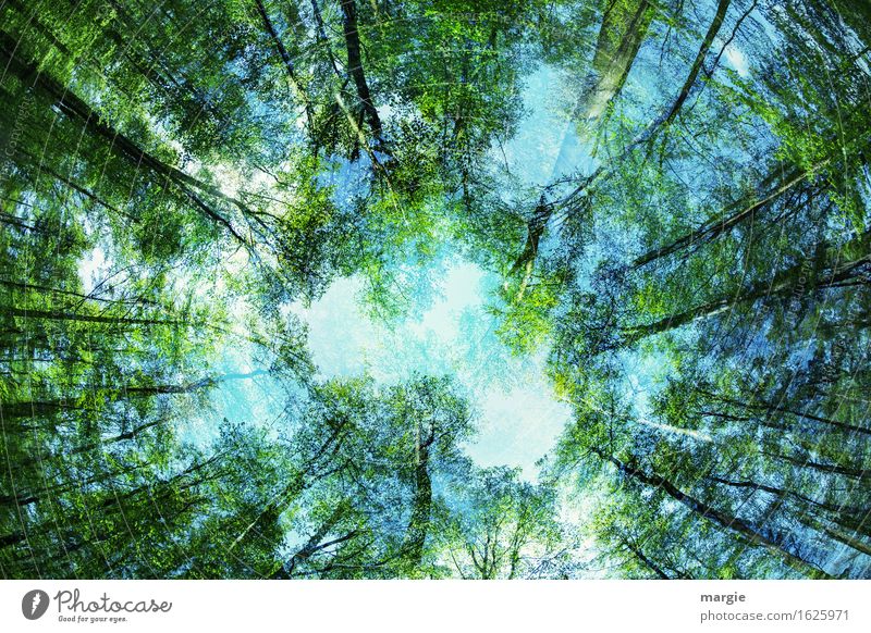 Maiwald: the view into the sky seems confusing Relaxation Calm Meditation Environment Nature Plant Animal Sky Spring Beautiful weather Tree Leaf Foliage plant