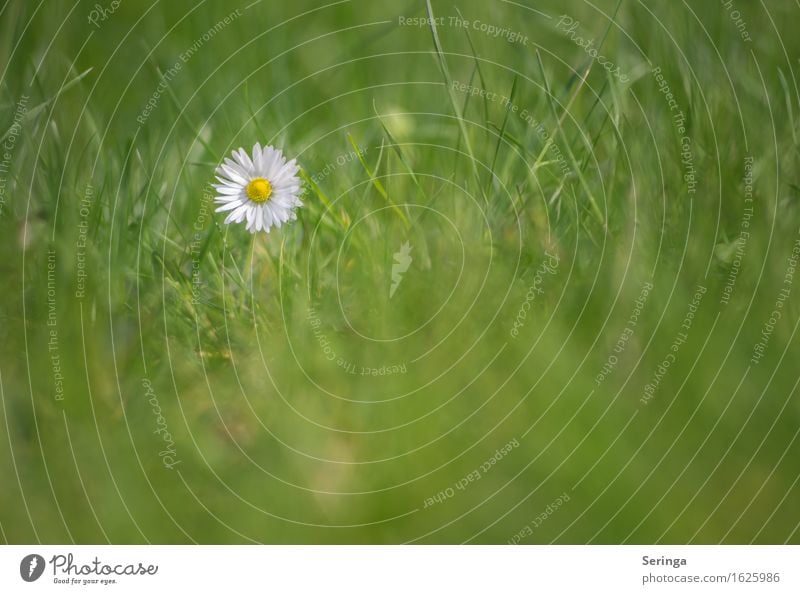 lone fighters Environment Nature Landscape Plant Animal Flower Grass Leaf Blossom Garden Park Meadow Blossoming Daisy Lawn Colour photo Subdued colour