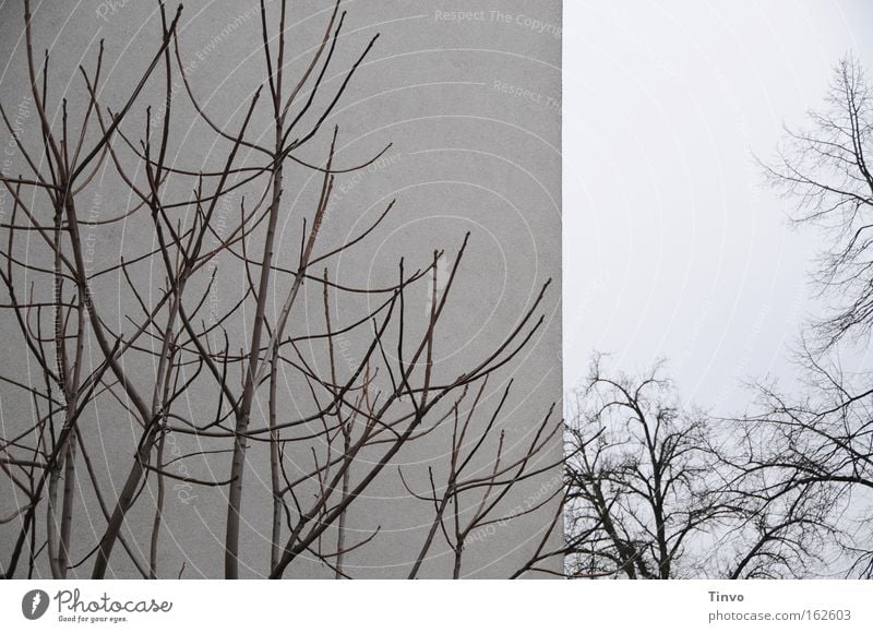 twice Branch Tree Wall (barrier) Wall (building) Gray Vessel Winter Dreary Contrast Twig Bushes Branched ramified