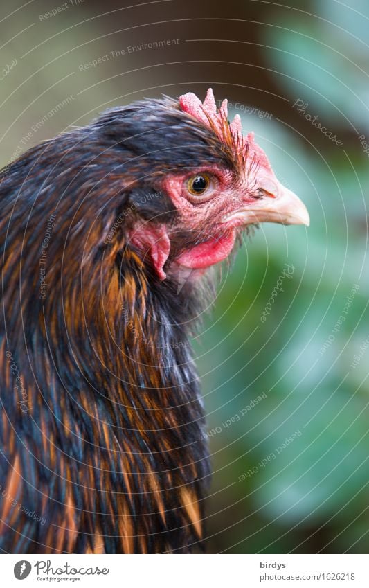 Mathilda Agriculture Forestry Plant Farm animal Animal face Barn fowl 1 Observe Looking Esthetic Healthy Happy Positive Feminine Brown Green Black Contentment