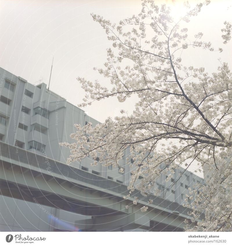 sakura #2 Tokyo Hasselblad Square Film industry Air Japan Ambience cloundy White Pink Cherry blossom Flower