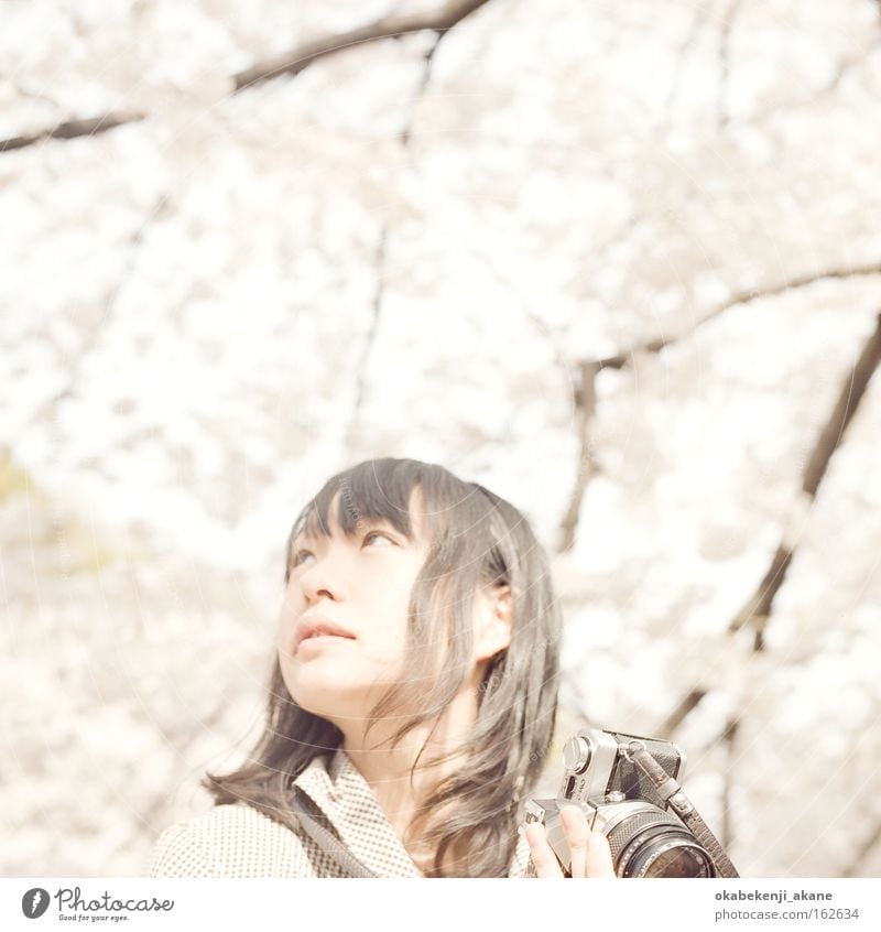 sakura #5 Tokyo Hasselblad Square Film industry Light Air Japan Ambience cloundy White Pink Cherry blossom Flower