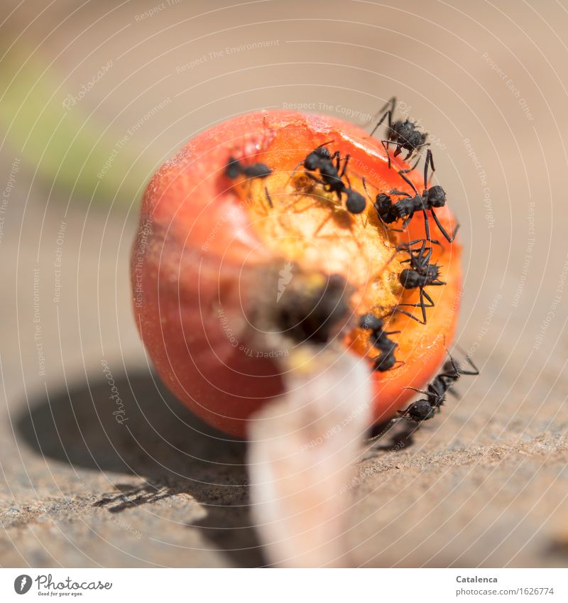 Insatiable ants cut pieces from the rosehip Nature Plant Animal hagabout Garden Wild animal Insect Ant Group of animals Work and employment Movement To feed