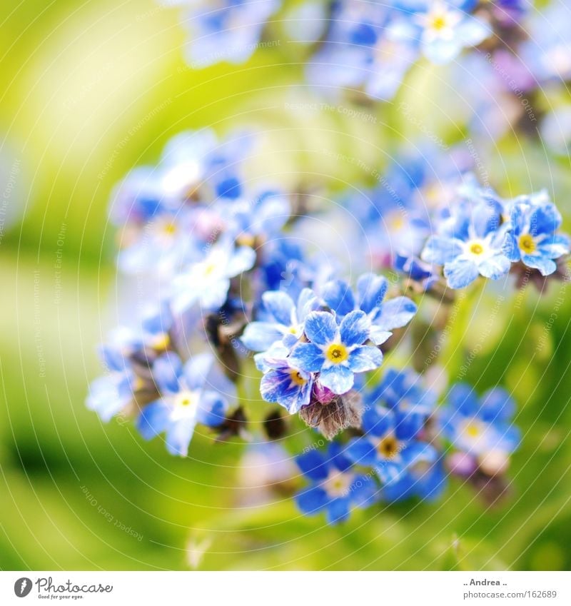 Spring messenger no. 3 Sun Plant Flower Blossom Meadow Blossoming Jump Growth Happiness Fresh Blue Green Nature Environment Forget-me-not Spring flowering plant