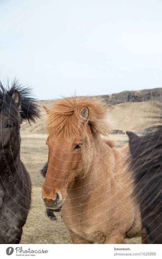 rest horses. Leisure and hobbies Ride Vacation & Travel Tourism Trip Adventure Far-off places Freedom Expedition Environment Nature Iceland Animal Horse