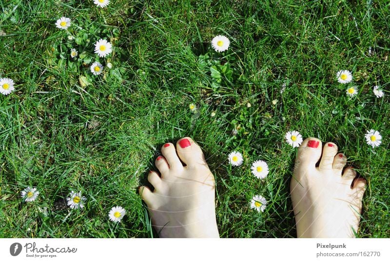 quotation marks Grass Daisy Spring Red Green White Toes Varnish Barefoot Emotions 10 Summer Joy Feet Titillation Lie