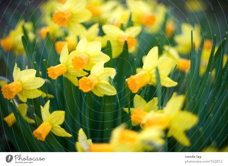 Happy Easter! Garden Mother's Day Nature Plant Spring Flower Blossom Yellow Green Wild daffodil Narcissus Spring flowering plant March April Easter egg