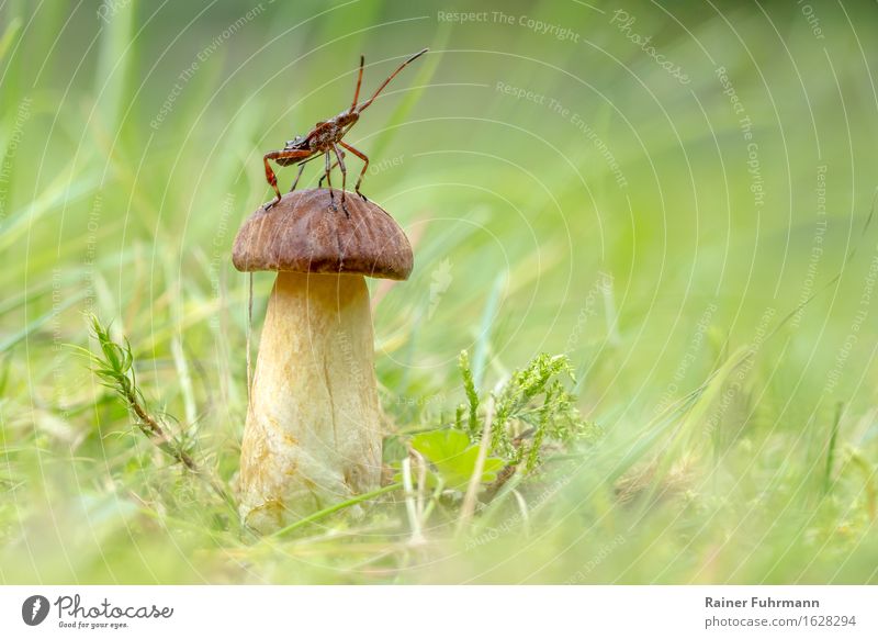a murder bug posing on a chestnut boletus Nature Forest Animal Wild animal "Bug bug larva Insect," "Mushroom Cep Meadow Grass Moss" Colour photo Close-up