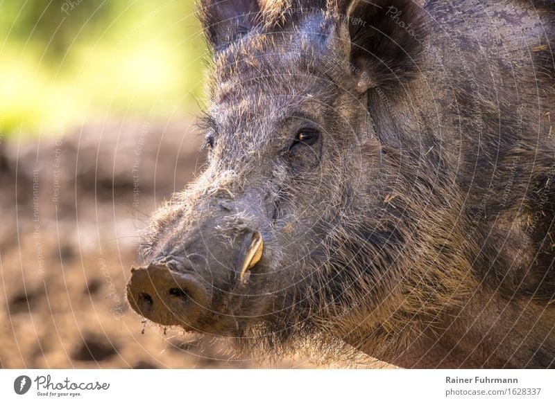 Portrait of a wild boar Nature Animal Forest Wild animal "Wild boar Pig" 1 "Sus scrofa wild boar portrait Male boar tusk Attention! Colour photo Exterior shot
