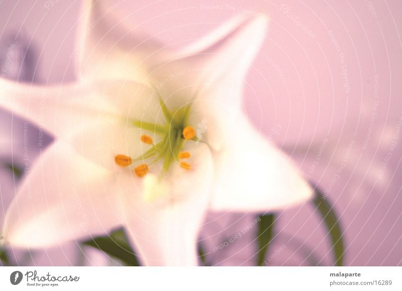 Lily_06 Flower Blur Close-up
