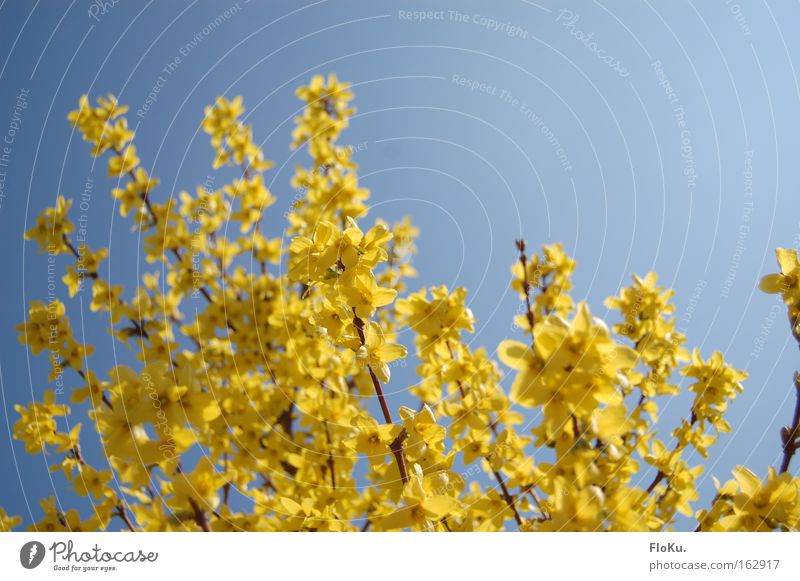 Spring is here! Colour photo Exterior shot Day Contrast Sunlight Nature Plant Sky Cloudless sky Beautiful weather Bushes Blossom Blue Yellow Happy Spring fever