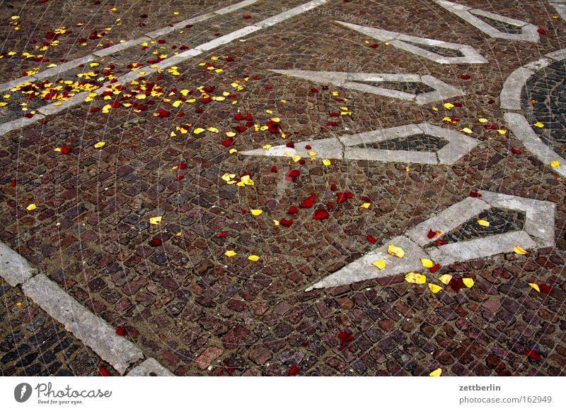 rose petals Sun Sunbeam Rose Rose leaves Blossom leave Feasts & Celebrations Birthday Spring Mosaic Places Traffic infrastructure Stone Minerals bridal train