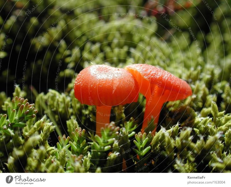 Luminous mushrooms Mushroom Plant Green Orange Macro (Extreme close-up) Close-up moss cushion Illuminate
