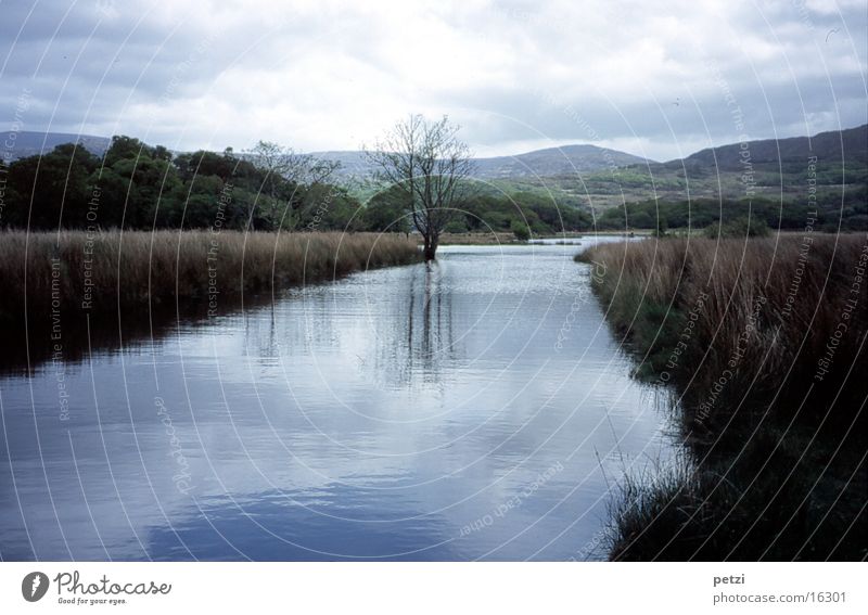 Peaceful landscape in Ireland Brook Tree Green Reflection Clouds reed grass Mountain Blue Cover Idyll Calm
