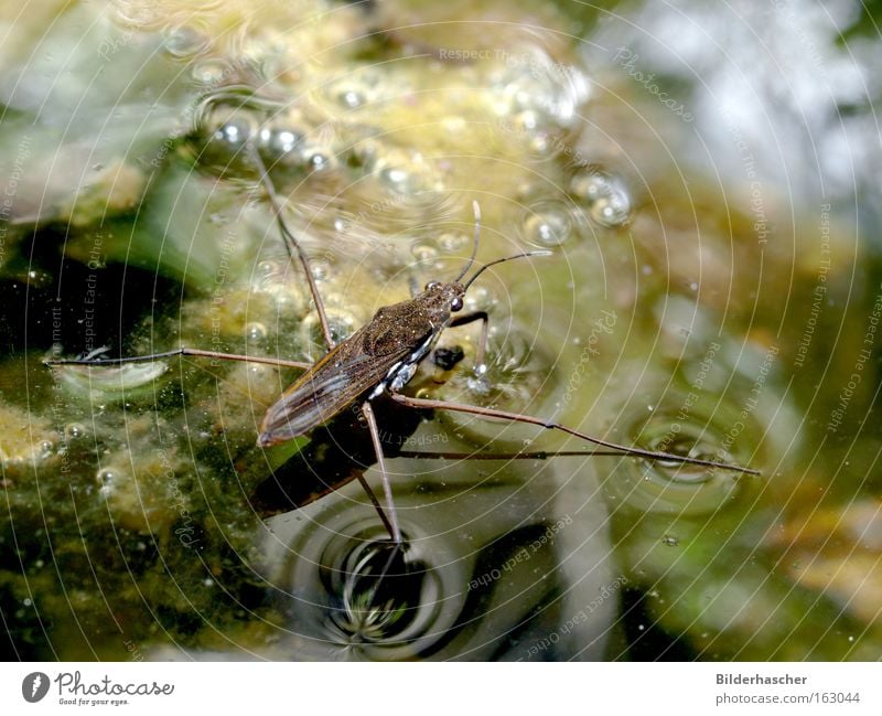 water tramp Water strider Pond Surface tension Dirty Insect Legs Wing Feeler Reflection Shadow Air bubble Algae Walking Body of water Habitat
