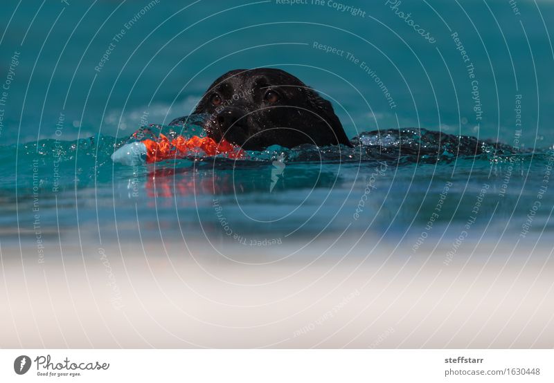 Black Labrador retriever swims Athletic Vacation & Travel Swimming & Bathing Water Summer Animal Pet Dog 1 Blue Orange Red Loyalty Colour photo Exterior shot