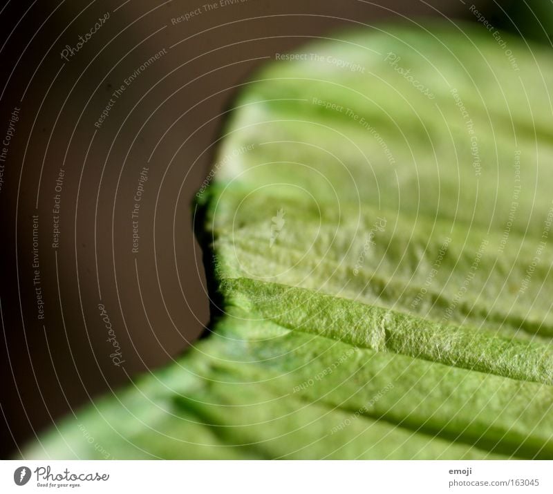 - Macro (Extreme close-up) Green Near Furrow Pattern Stripe Detail Close-up Structures and shapes