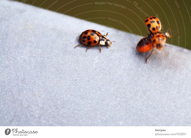 after me Summer Animal Wild animal Beetle Wing 2 Pair of animals Flying Crawl Cute Red Black Friendship Together Love of animals Inhibition Fear of flying