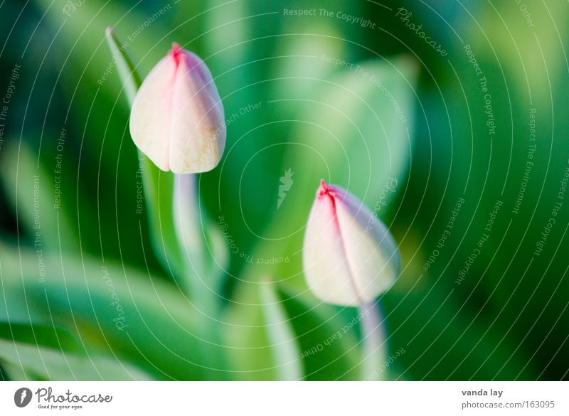 In the starting blocks Flower Spring Tulip Growth Blossom Spring flower Netherlands Pink 2 Macro (Extreme close-up) Plant Mother's Day Nature Close-up In pairs