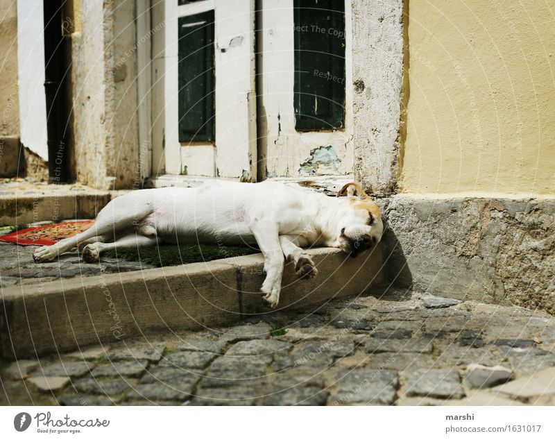 after-lunch nap Animal Pet Dog Paw 1 Moody Street Fatigue Sleep Siesta Dog's snout Exhaustion Lisbon Travel photography Colour photo Exterior shot Detail Day