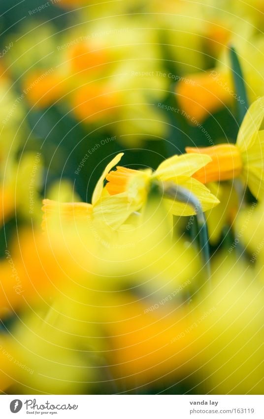 Narcissus and Goldmouth Wild daffodil Flower Blossom Plant Yellow Green Spring Spring flowering plant March Mother's Day Background picture April May