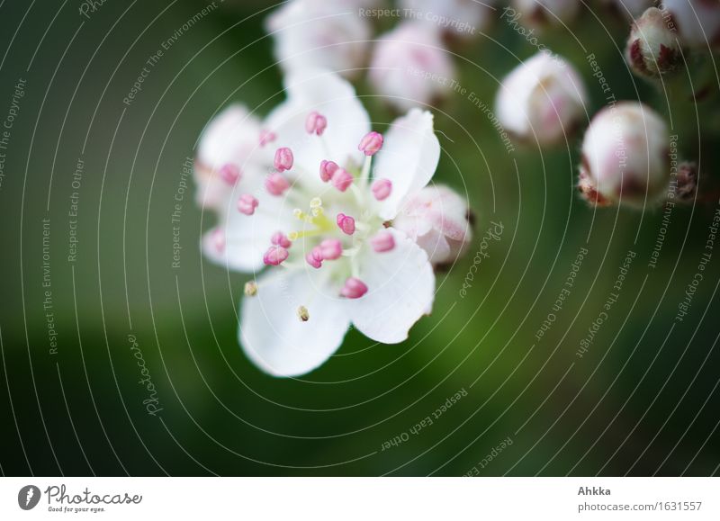 pink dots on white Beautiful Healthy Health care Harmonious Well-being Senses Relaxation Calm Meditation Fragrance Plant Spring Blossom Blossoming Illuminate