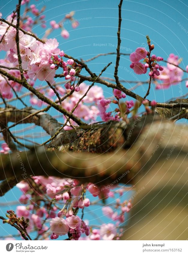 yes, panicky deer Ornamental cherry Blossom Bud Spring Blossoming Sky Blue Pink Park Beautiful