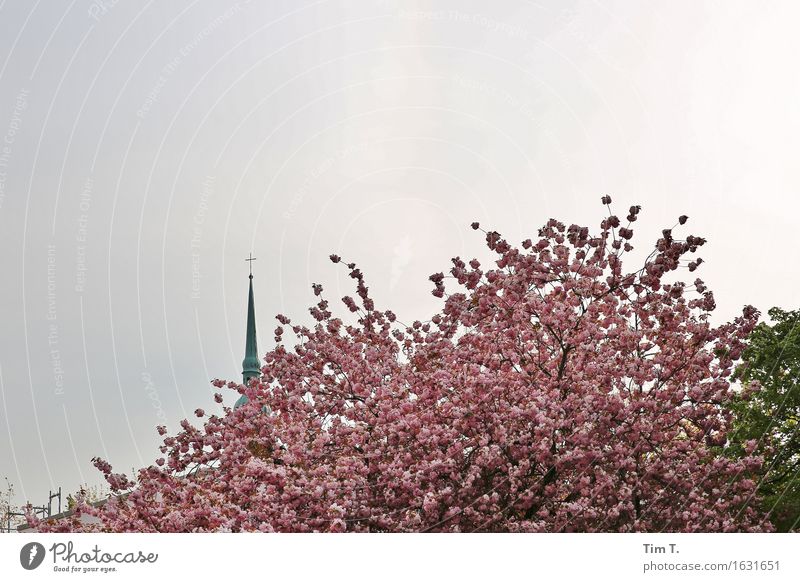 Prenzlauer Berg Berlin Town Capital city Downtown Old town Religion and faith Church Tree Blossom Spring Colour photo Exterior shot Deserted Day