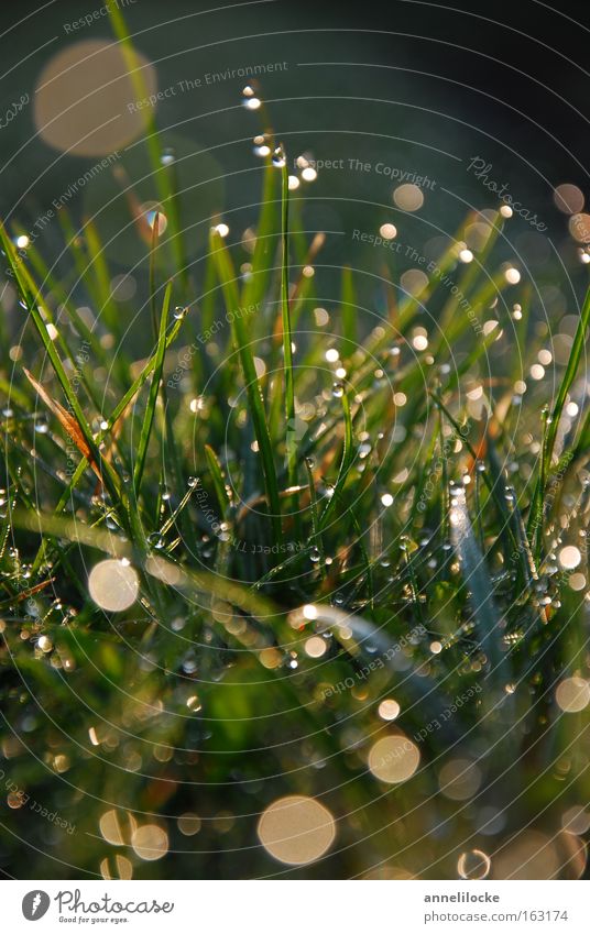 morning dew Lawn Grass Meadow Drops of water Dew Morning Sunrise Fresh Rain Glittering Wet Green Back-light Spring Macro (Extreme close-up) Close-up