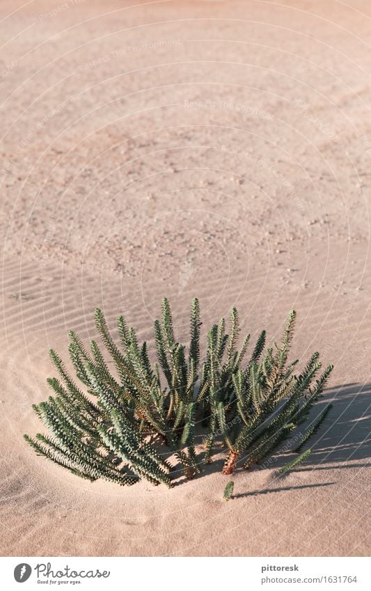 desert green Environment Nature Esthetic Under Life Survive Dry Green Desert Desert plant Growth Warmth Sand Sahara Plant Gloomy Loneliness Badlands