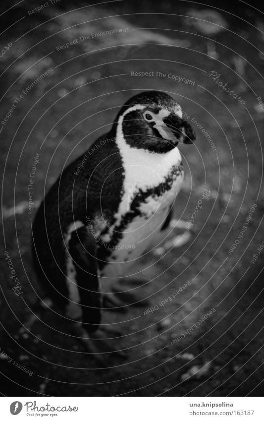 pi-pa-penguin Zoo Animal Ice Frost Suit Bird Cold Penguin South Pole Captured Tails Tuxedo Black & white photo