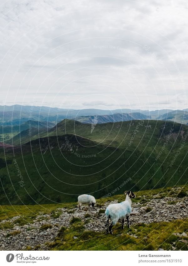 Sheep in the Lake District Vacation & Travel Trip Adventure Expedition Camping Mountain Hiking Landscape Plant Animal Clouds Weather Grass Meadow Hill