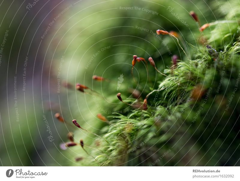 moss Environment Nature Plant Moss Growth Natural Green Colour photo Exterior shot Close-up Detail Macro (Extreme close-up) Copy Space left Day Blur