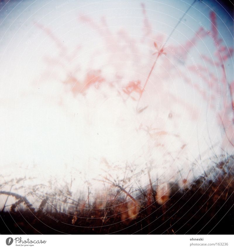 Pink Plant Bushes Sky Caught by a speed camera Abstract Light Holga Analog Park Lomography