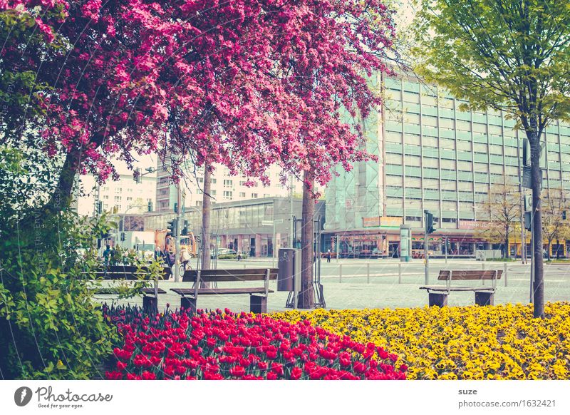 A flourishing city Lifestyle Shopping Fragrance City trip House (Residential Structure) Culture Environment Plant Spring Tree Blossom Town Downtown Places