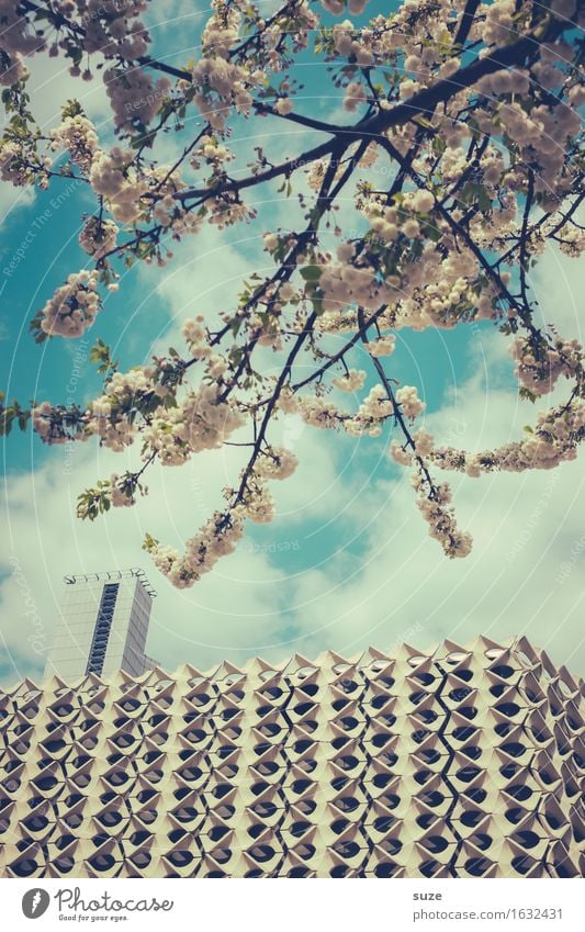 Fragrant city Style Design Fragrance House (Residential Structure) Culture Environment Spring Tree Blossom Town Downtown Manmade structures Building