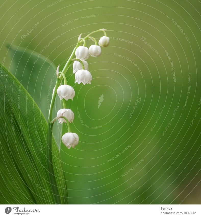 Single Nature Landscape Plant Animal Flower Leaf Blossom Foliage plant Wild plant Garden Park Forest Blossoming Growth Bud Flowering plant Lily of the valley