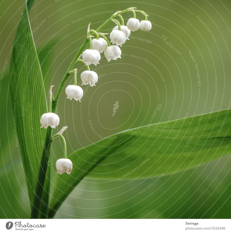Lily of the valley ( Convallaria majalis ) Nature Plant Animal Spring Wild plant Park Forest Blossoming Fragrance Poison Colour photo Multicoloured