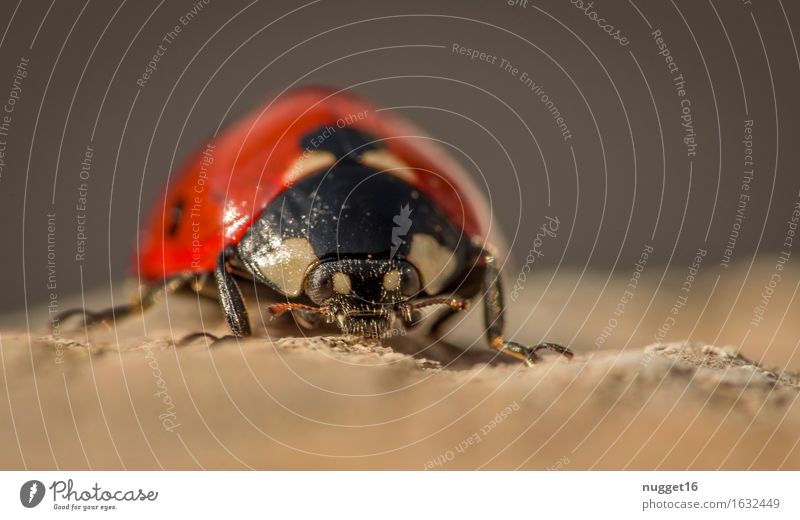 little monsters Nature Animal Garden Wild animal Beetle Ladybird 1 Crawl Sit Stand Brown Red Black Spring fever Love of animals Peaceful Calm Serene