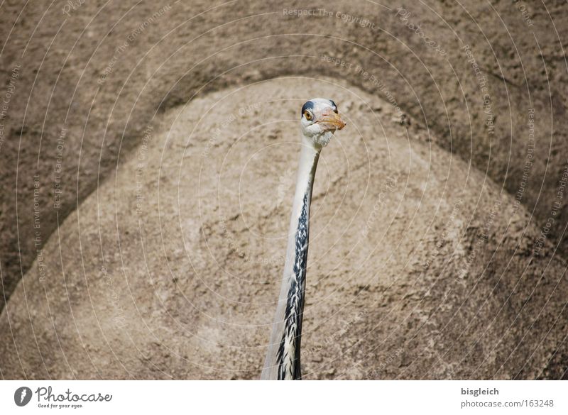 herons Colour photo Exterior shot Deserted Copy Space left Copy Space right Animal portrait Beautiful Rock Bird Heron 1 Thin Brown Concentrate Neck Head Beak