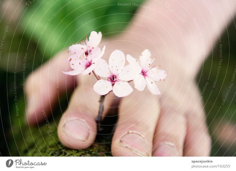little flowers Flower Blossom Blossom leave Cherry blossom Blossoming Spring Summer Hand Fingers Smooth Nature