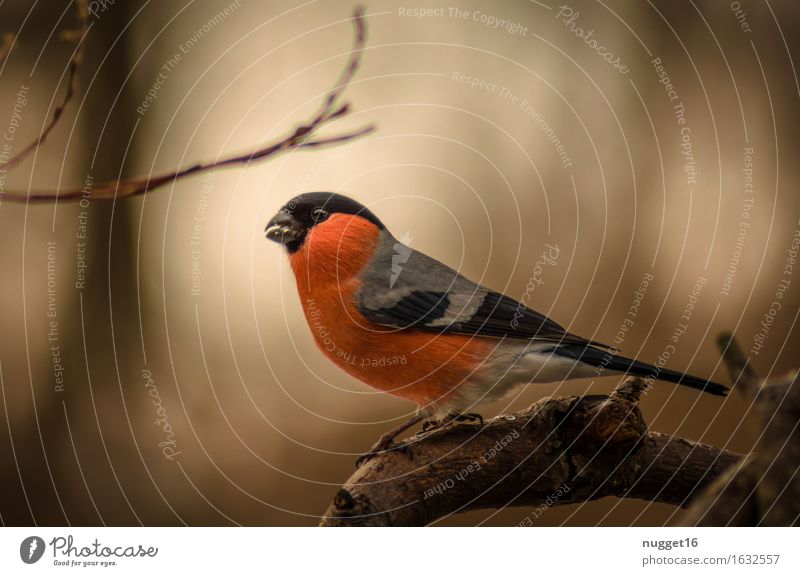 bullfinch / bullfinch Nature Animal Tree Forest Wild animal Bird 1 Freedom Colour photo Exterior shot Close-up Copy Space right Dawn Central perspective