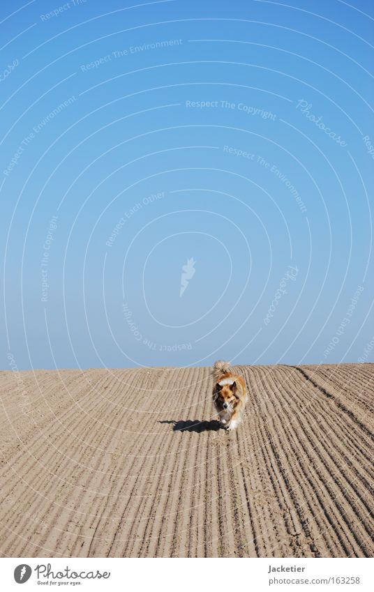 Dog II Collie Crossbreed Desert Field Sand Sky Blue Movement