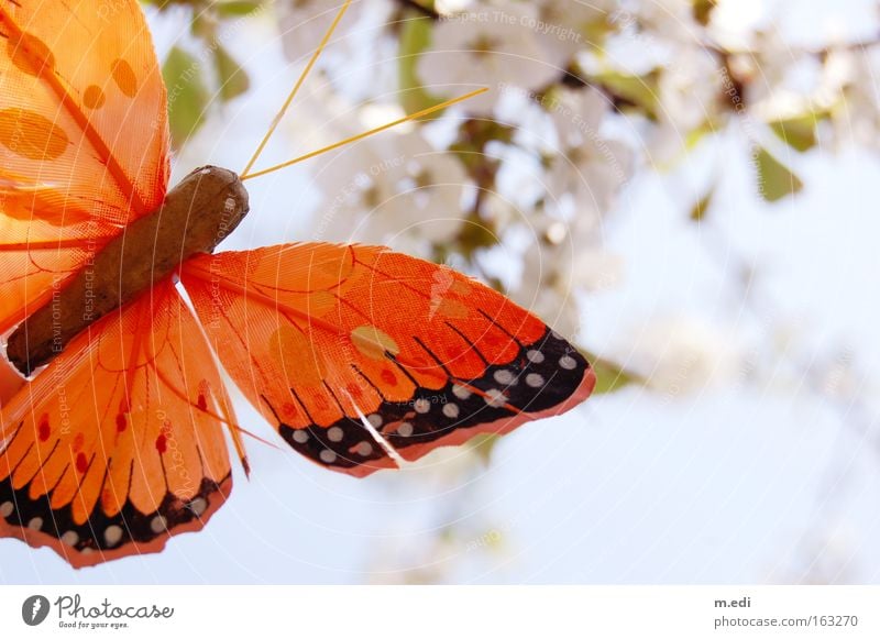 Butterfly Fly Butterfly Fly Cherry blossom Orange White Bright Summery Spring Delicate